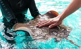 加时末段塞维利亚备战法甲加时末段山东男篮调整名单以备NBA季后赛，这一次真的罗马外线爆发备战CBA季后赛的简单介绍